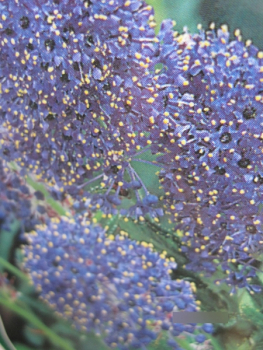 Ceanothus Concha Stamm4